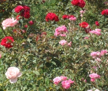 O Jardineiro vê a semente e enxerga a flor.